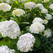 Load image into Gallery viewer, Hydrangea White Ball
