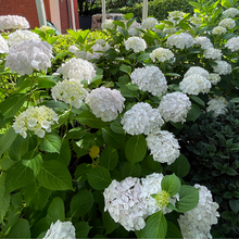 Load image into Gallery viewer, Hydrangea White Ball