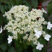 Load image into Gallery viewer, Hydrangea petiolaris