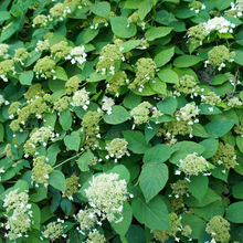 Load image into Gallery viewer, Hydrangea petiolaris