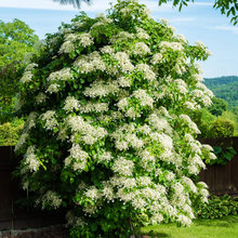 Load image into Gallery viewer, Hydrangea petiolaris