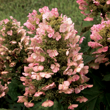 Load image into Gallery viewer, Hydrangea Munchkin
