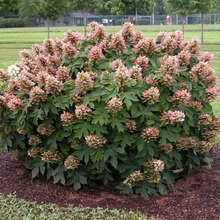 Load image into Gallery viewer, Hydrangea Munchkin