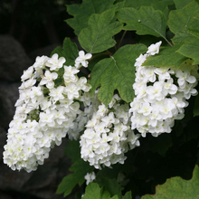 Load image into Gallery viewer, Hydrangea Snowflake