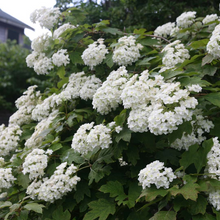Load image into Gallery viewer, Hydrangea Snowflake