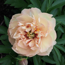 Load image into Gallery viewer, Peony Itoh Canary Brilliants