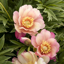 Load image into Gallery viewer, Peony Itoh Julia Rose