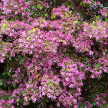 Load image into Gallery viewer, Loropetalum China Pink