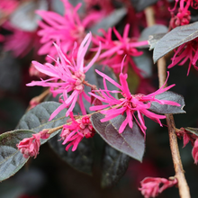 Load image into Gallery viewer, Loropetalum China Pink