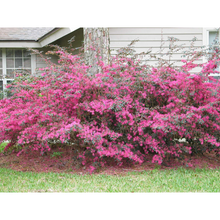 Load image into Gallery viewer, Loropetalum China Pink