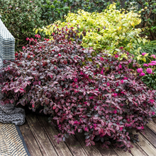 Load image into Gallery viewer, Loropetalum Plum Gorgeous