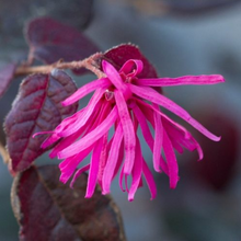 Load image into Gallery viewer, Loropetalum Plum Gorgeous