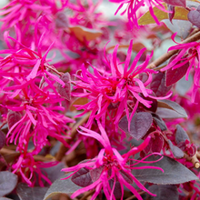 Load image into Gallery viewer, Loropetalum Plum Gorgeous