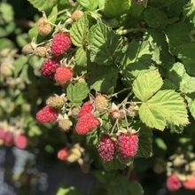 Load image into Gallery viewer, Loganberry Thornless