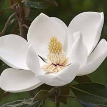 Load image into Gallery viewer, Magnolia grandiflora Greenback