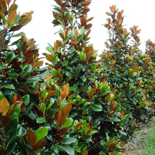 Load image into Gallery viewer, Magnolia grandiflora Greenback