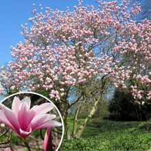 Load image into Gallery viewer, Magnolia Heaven Scent