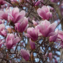 Load image into Gallery viewer, Magnolia soulangeana Saucer Magnolia