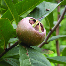 Load image into Gallery viewer, Medlar Dutch