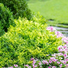 Load image into Gallery viewer, Nandina Magical Lemon Lime