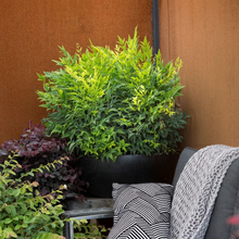 Load image into Gallery viewer, Nandina Magical Lemon Lime