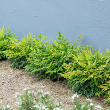 Load image into Gallery viewer, Nandina Magical Lemon Lime
