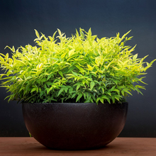 Load image into Gallery viewer, Nandina Magical Lemon Lime