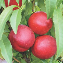 Load image into Gallery viewer, Nectarine Trixzie Nectazee