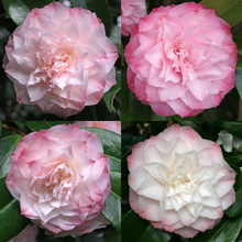 Load image into Gallery viewer, Camellia japonica Nuccio's Pearl