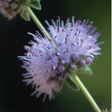 Load image into Gallery viewer, Pennyroyal