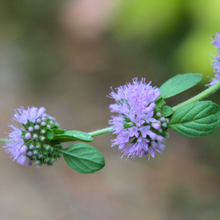 Load image into Gallery viewer, Pennyroyal