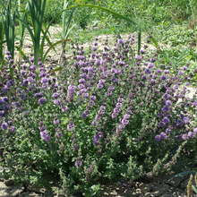 Load image into Gallery viewer, Pennyroyal