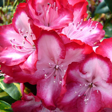 Load image into Gallery viewer, Rhododendron President Roosevelt