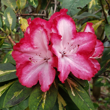 Load image into Gallery viewer, Rhododendron President Roosevelt