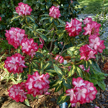 Load image into Gallery viewer, Rhododendron President Roosevelt