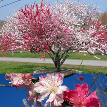 Load image into Gallery viewer, Prunus persica Flowering Peach 'Versicolour'