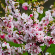 Load image into Gallery viewer, Prunus persica Flowering Peach 'Versicolour'