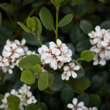 Load image into Gallery viewer, Rhaphiolepis Oriental Pearl