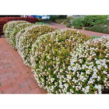 Load image into Gallery viewer, Rhaphiolepis Oriental Pearl