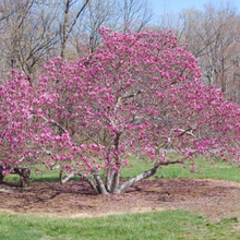 Load image into Gallery viewer, Magnolia liliiflora x sprengrei Ricki