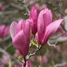 Load image into Gallery viewer, Magnolia liliiflora x sprengrei Ricki