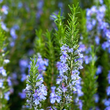 Load image into Gallery viewer, Rosemary Blue Lagoon