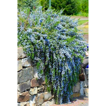 Load image into Gallery viewer, Rosemary Blue Lagoon