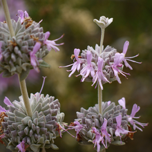 Load image into Gallery viewer, Sage Purple