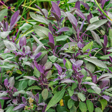 Load image into Gallery viewer, Sage Purple
