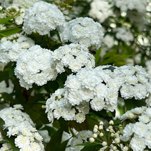 Load image into Gallery viewer, Spiraea Cantoniensis May Bush