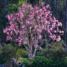 Load image into Gallery viewer, Magnolia lilliflora x campbellii Star Wars