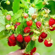 Load image into Gallery viewer, Strawberry Alpine Red