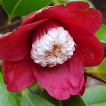 Load image into Gallery viewer, Camellia japonica Tinsie