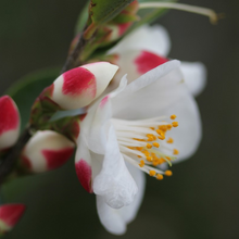 Load image into Gallery viewer, Camellia transnokoensis